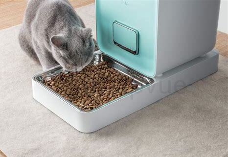 给流浪猫喂什么