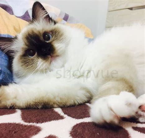 波斯猫和布偶猫的区别