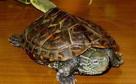 冬天怎么养乌龟最好
