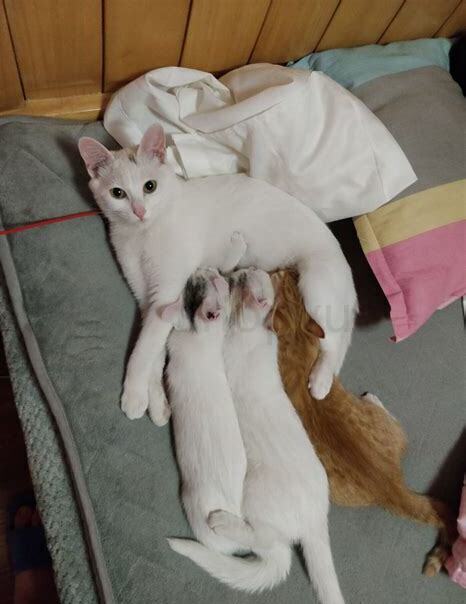 母猫生下小猫如何养好,母猫生下小猫怎么养