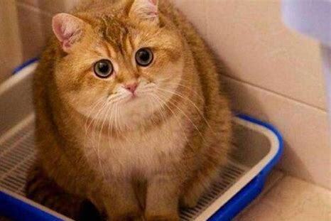 土猫要怎么养