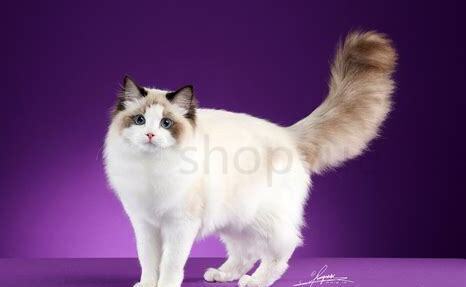 布偶猫怀孕多少天生产 布偶猫怀孕多少天生产