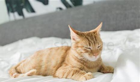 流浪猫白天都藏在哪里