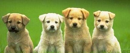 怀孕怎么养狗狗