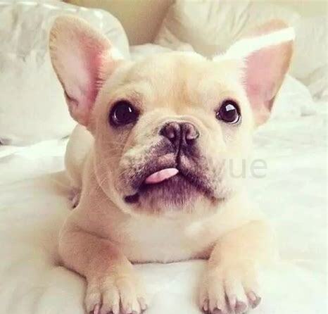 怎么养法斗幼犬 怎么养法斗幼犬