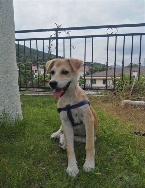 土狗该怎么养