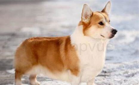 最忠心的五种狗小型犬,不建议养的10种狗