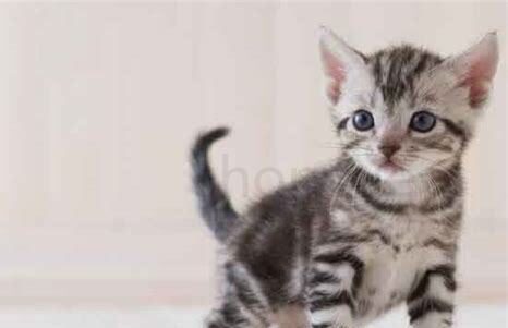 怎么把猫养壮