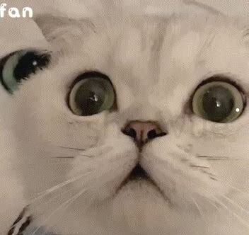 家猫和野猫的区别