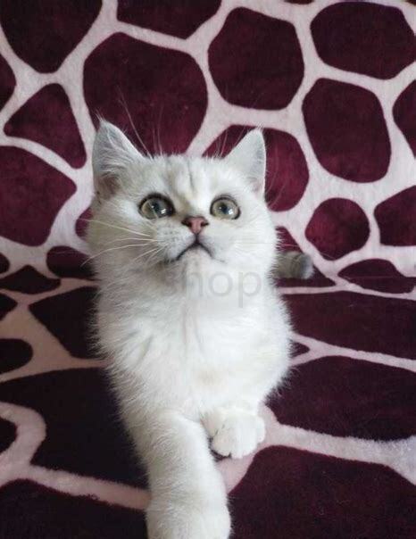 金点和银点猫配生什么样的生出来的宝宝才好看