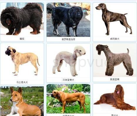 威玛犬怎么养
