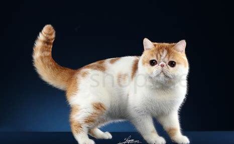 加菲猫怕热吗 加菲猫怕热吗