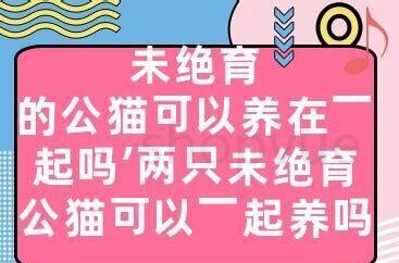 两只小猫可以一起养吗为什么