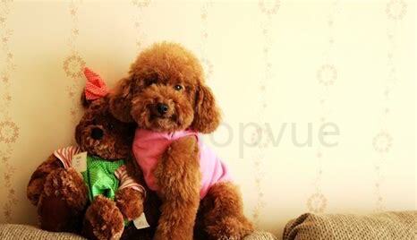 泰迪犬怎么养 如何选择适合的食物