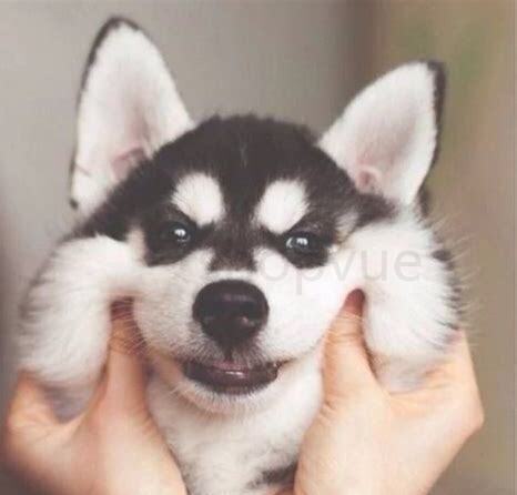 夏天怎么养哈士奇幼犬