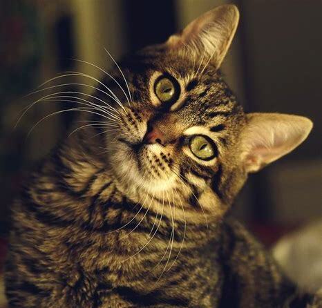 狸花猫眼睛变色过程视频,狸花猫眼睛变色过程图片