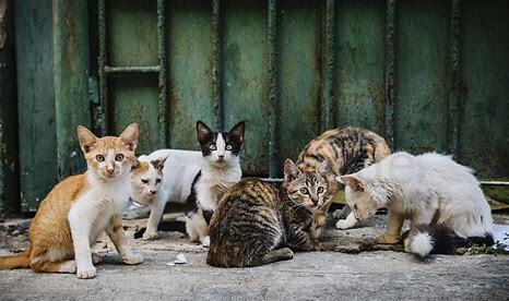 野猫为什么会对着人叫,野猫对着人叫的原因有哪些