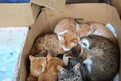 野猫鬼哭狼嚎的原因,野猫半夜为什么会鬼哭狼嚎怎么办