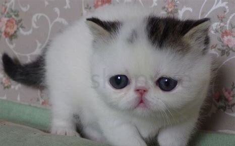 猫蚤会寄生在人身上吗图片,猫蚤会寄生在人身上传染吗 猫蚤会寄生在人身上吗图片,猫蚤会寄生在人身上传染吗
