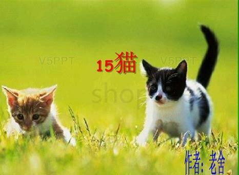 老舍笔下的猫有什么特点