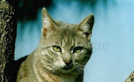 猫抓没出血要打针吗,被猫抓没出血需要打针吗超过24小时