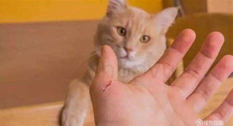 让猫挠了轻微出血有事吗,被猫挠了用打针吗抓出血