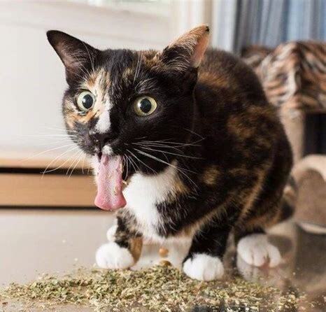 猫薄荷猫吸多少会致死亡,猫薄荷猫吸多了会怎么样