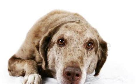犬瘟试纸出错率大吗
