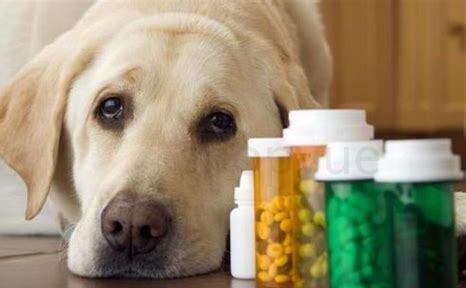 狗狗得了犬瘟治疗费用大概多少,多大的狗就不怕犬瘟了 狗狗得了犬瘟治疗费用大概多少,多大的狗就不怕犬瘟了