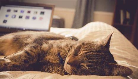 猫吃什么会立马死掉的药,灭猫用什么药最好