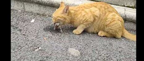 野猫吃什么食物,野猫吃什么生存