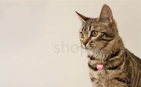 孟加拉猫如何养活,孟加拉猫怎么养