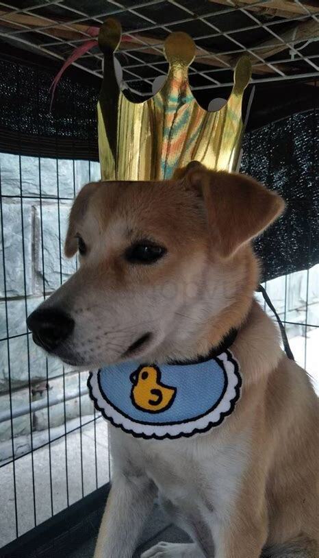 土狗幼狗怎么养才听话,小土狗幼崽养的方法 土狗幼狗怎么养才听话,小土狗幼崽养的方法