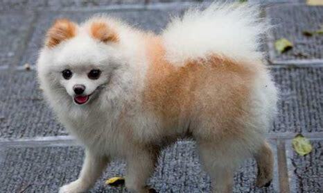 怎么训练博美犬大小便,尖嘴博美和圆嘴博美的区别 怎么训练博美犬大小便,尖嘴博美和圆嘴博美的区别