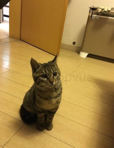 狸花猫普遍瘦吗