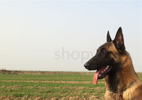 马犬的优点和缺点,马犬的训练与天性