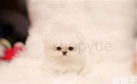 茶杯犬该如何养活,茶杯犬该怎么养