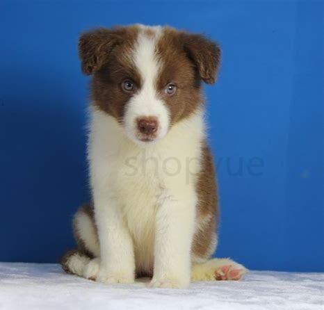 养边牧幼犬需要注意什么,怎么养边牧幼犬