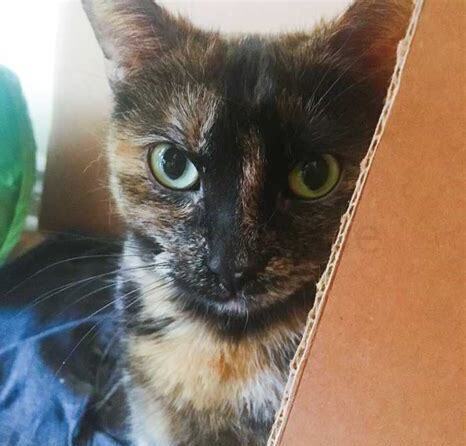 玳瑁猫是不是就是土猫