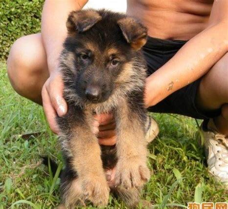 黑贝幼犬如何养的,黑贝幼犬怎么养