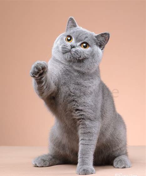 英短蓝猫身上有暗虎斑纹的图片,英短蓝猫的暗虎斑纹 英短蓝猫身上有暗虎斑纹的图片,英短蓝猫的暗虎斑纹