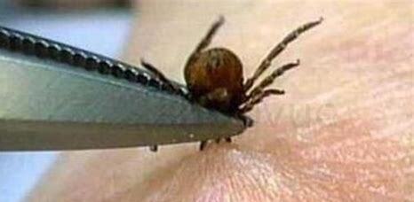 蜱虫在狗身上几天繁殖