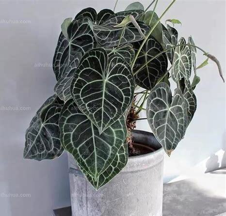 什么是水晶花烛,带你了解水晶花烛的习性与购买注意事项等 什么是水晶花烛,带你了解水晶花烛的习性与购买注意事项等