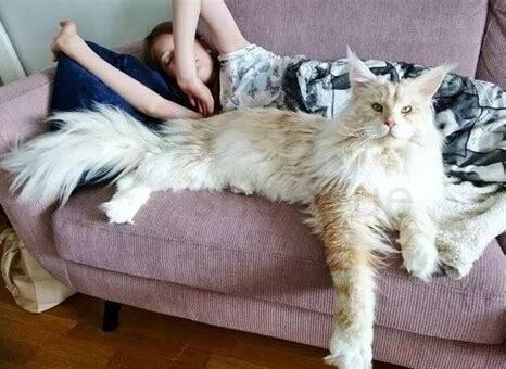 缅因猫年龄体重对照