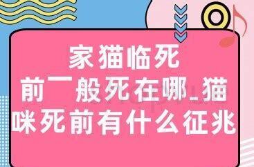 粘老鼠的胶粘到猫 粘老鼠的胶粘到猫