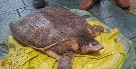 宠物鳖怎么养,养宠物鳖需要注意以下几点