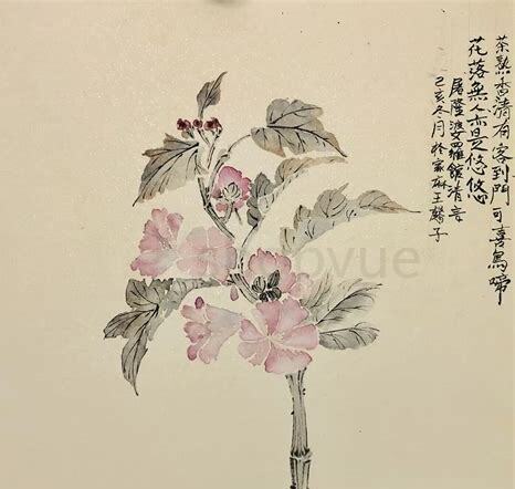 什么是没骨消,带你了解没骨消的习性与购买注意事项等
