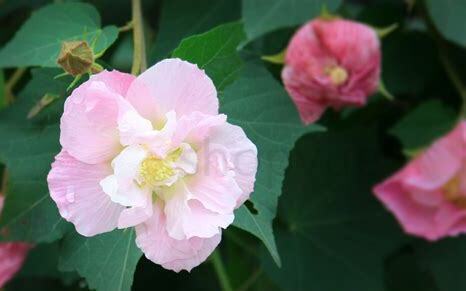 什么是木芙蓉,带你了解木芙蓉的习性与购买注意事项等