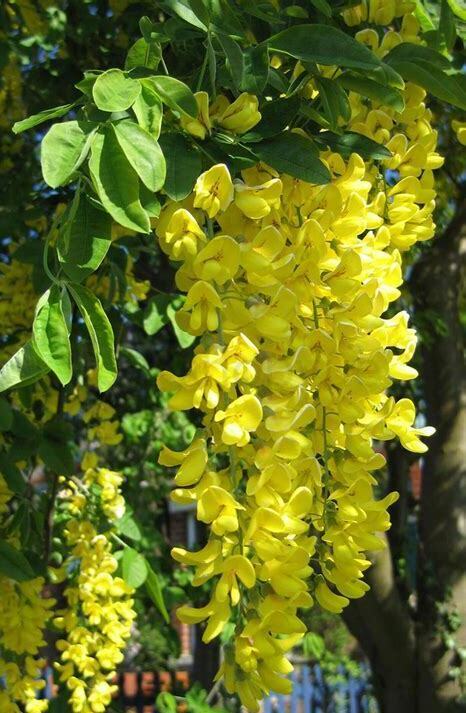 什么是金链花,带你了解金链花的习性与购买注意事项等 什么是金链花,带你了解金链花的习性与购买注意事项等
