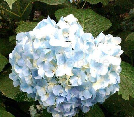 什么是八仙花,带你了解八仙花的习性与购买注意事项等